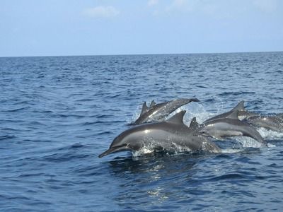 Group of dolphins jumping out of the water