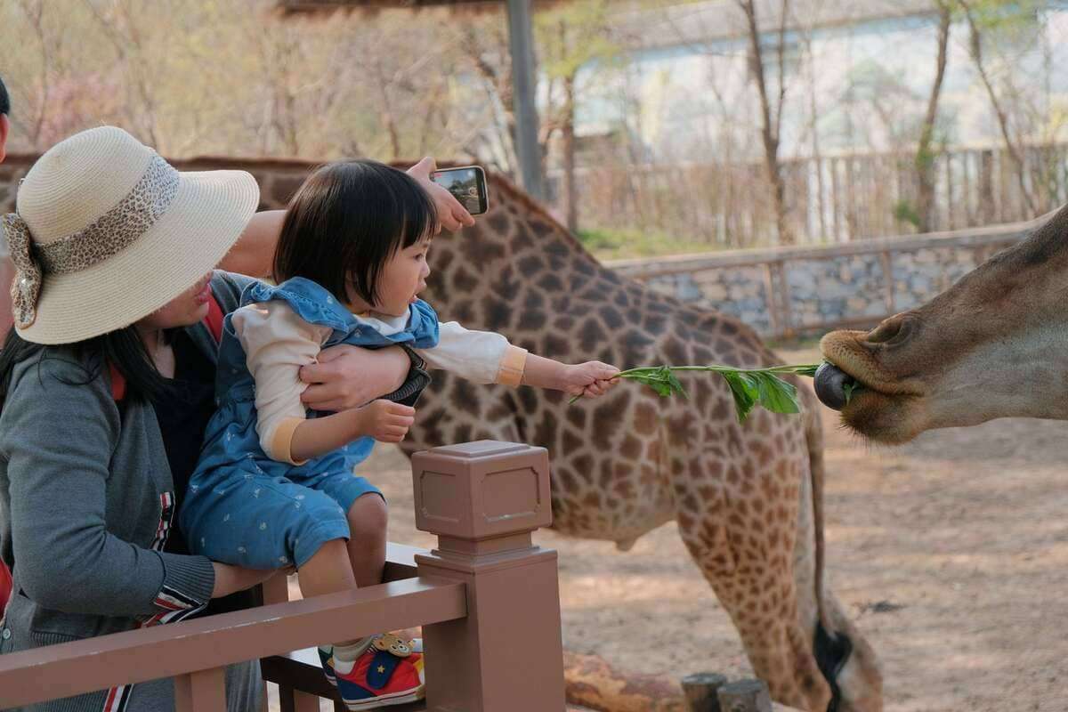 A woman and child feed a giraffe.