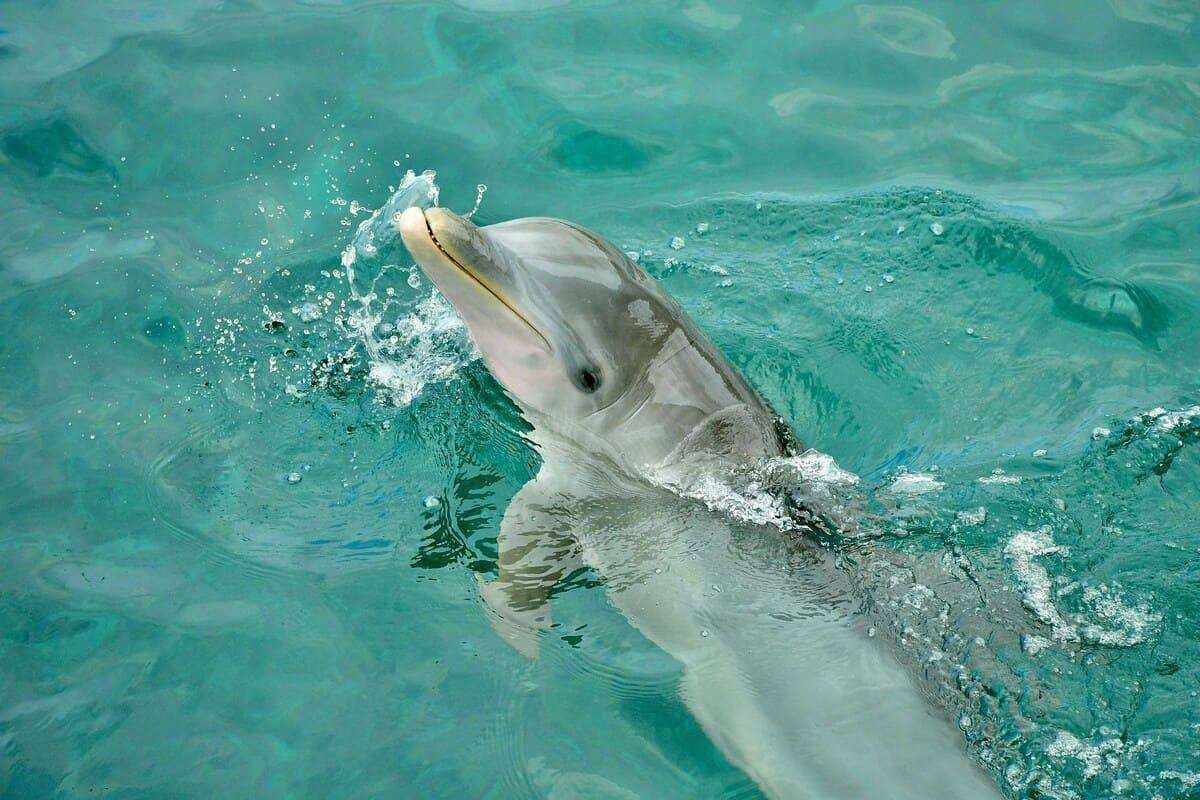 a dolphin swimming in the water with its mouth open