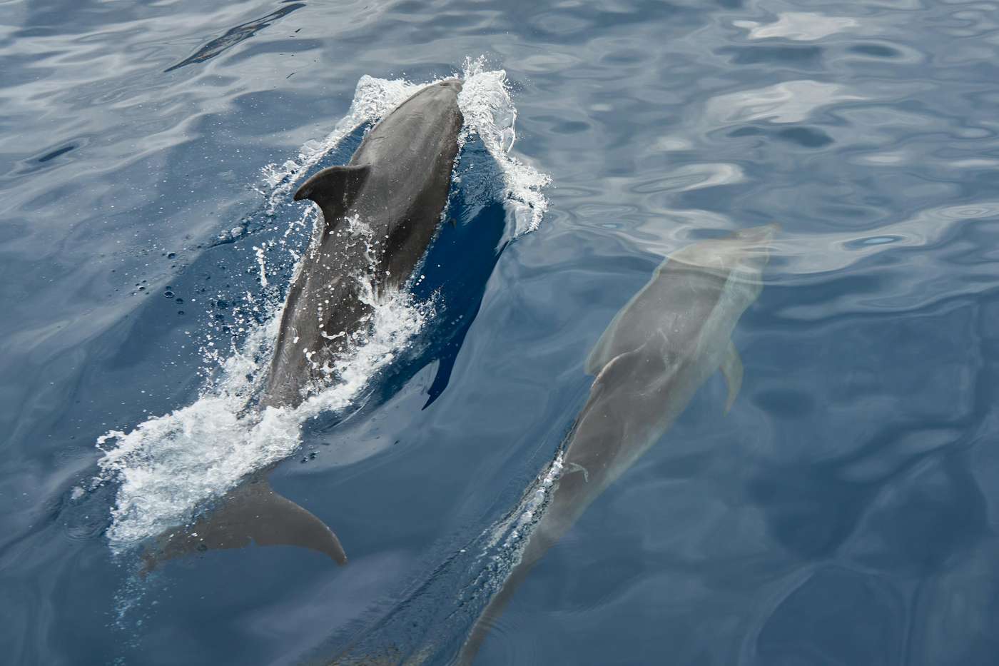 Pair of dolphins gracefully swimming in the calm sea, creating a serene and natural scene.