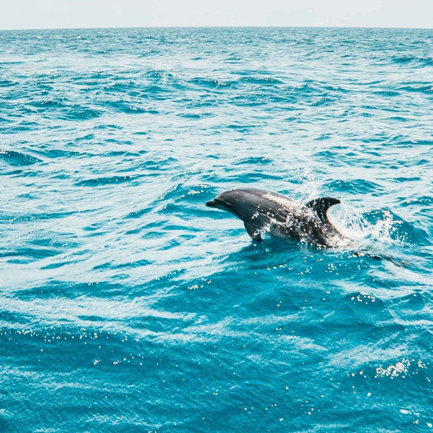 black dolphin in the middle of the sea